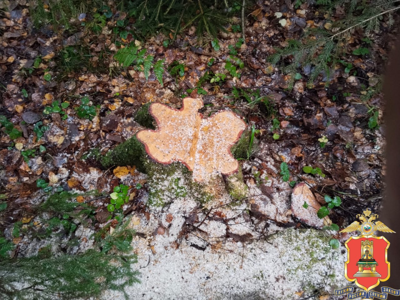 В Тверской области полицейские установили подозреваемого в незаконной рубке леса В Тверской области полицейские установили подозреваемого в незаконной рубке леса