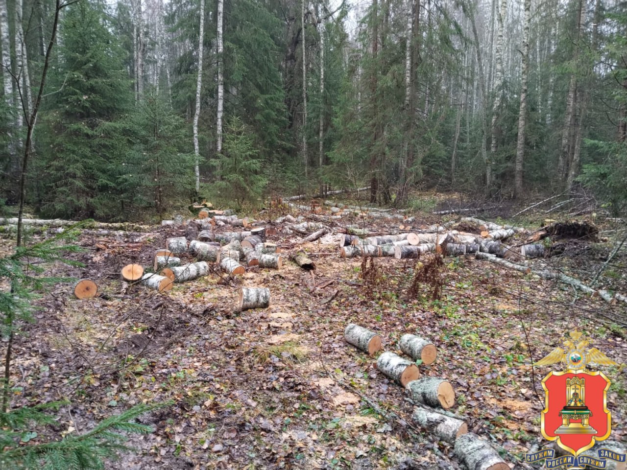 В Тверской области полицейские установили подозреваемого в незаконной рубке леса В Тверской области полицейские установили подозреваемого в незаконной рубке леса