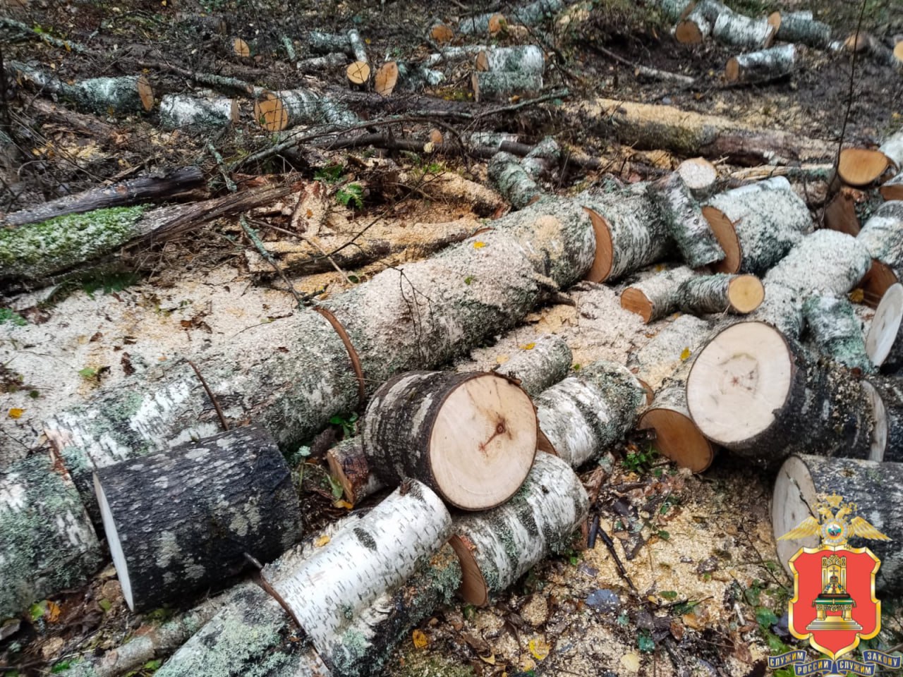 В Тверской области полицейские установили подозреваемого в незаконной рубке леса В Тверской области полицейские установили подозреваемого в незаконной рубке леса