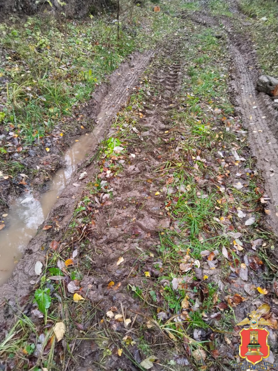 В Тверской области полицейские установили подозреваемого в незаконной рубке леса