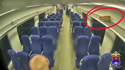 В Твери перед судом предстанет 64-летний местный житель, обвиняемый в краже платья, совершенной в электропоезде сообщением Москва-Тверь