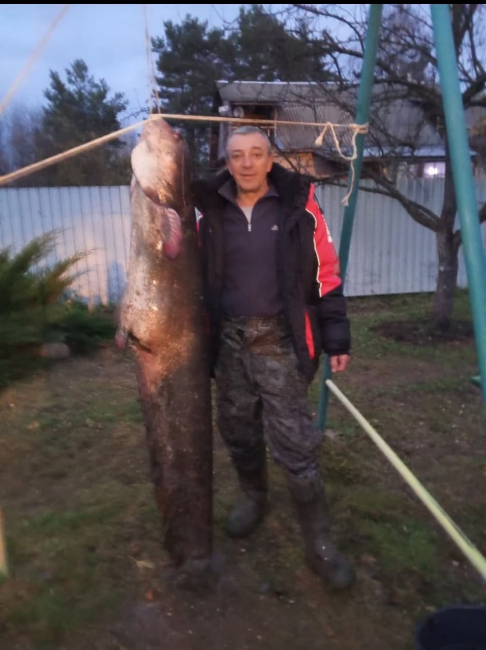 В Тверской области рыбак поймал сома выше себя ростом