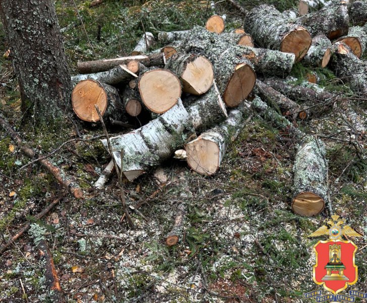 В Осташкове полицейские с поличным задержали черного лесоруба В Осташкове полицейские с поличным задержали черного лесоруба