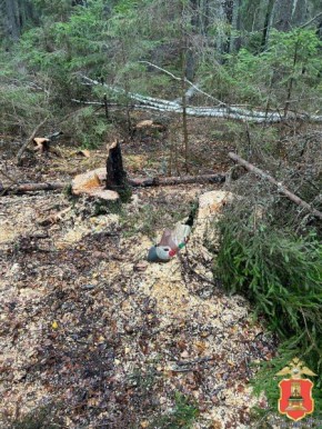 В Осташкове полицейские с поличным задержали черного лесоруба