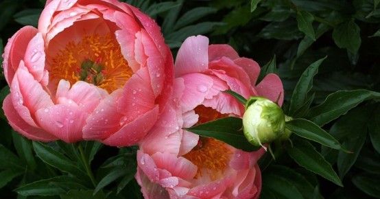 Пионы: короли садов и секреты их ухода