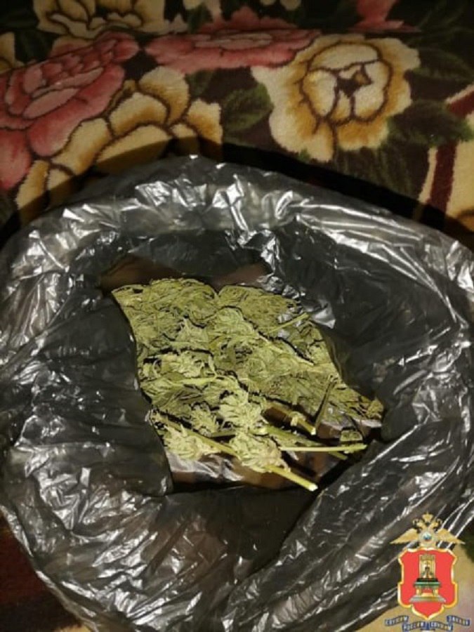 В Тверской области задержали продавца и покупателя «дурман-травы» В Тверской области задержали продавца и покупателя «дурман-травы»