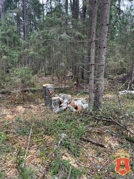 В Осташкове полицейские с поличным задержали черного лесоруба В Осташкове полицейские с поличным задержали черного лесоруба