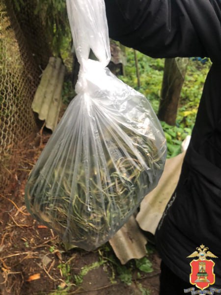 В Тверской области задержали продавца и покупателя «дурман-травы» В Тверской области задержали продавца и покупателя «дурман-травы»