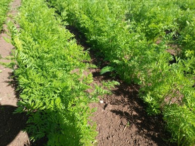 Эффективная защита вашего урожая от вредителей