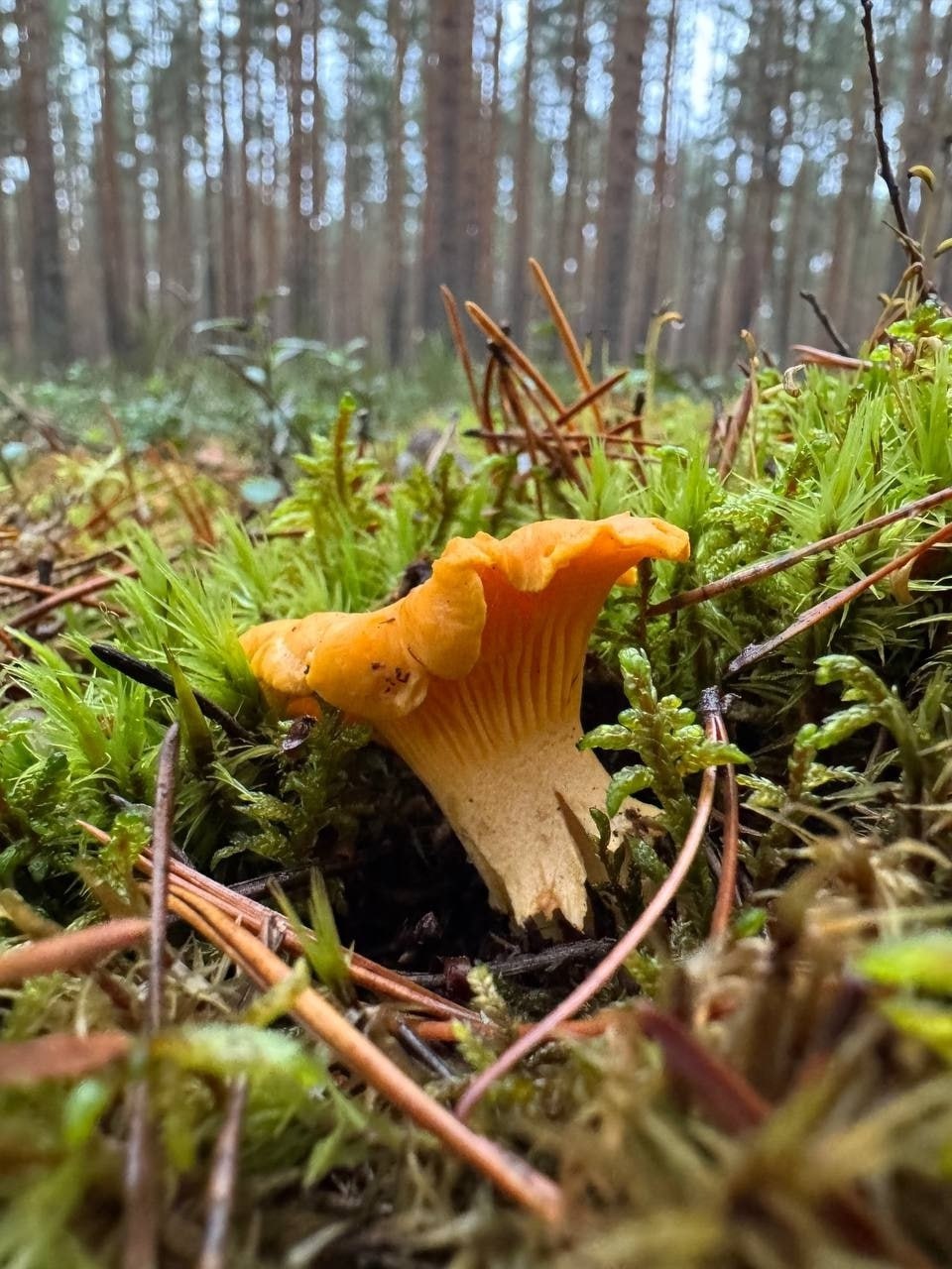 Жители Тверской области в ноябре собирают полные корзины грибов Жители Тверской области в ноябре собирают полные корзины грибов