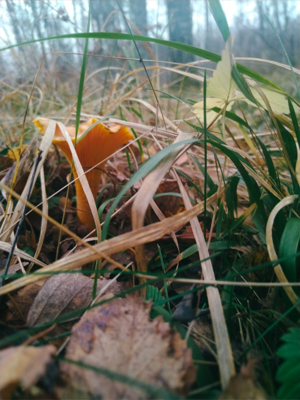 Жители Тверской области в ноябре собирают полные корзины грибов Жители Тверской области в ноябре собирают полные корзины грибов