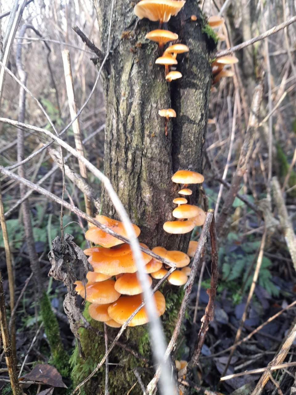 Жители Тверской области в ноябре собирают полные корзины грибов