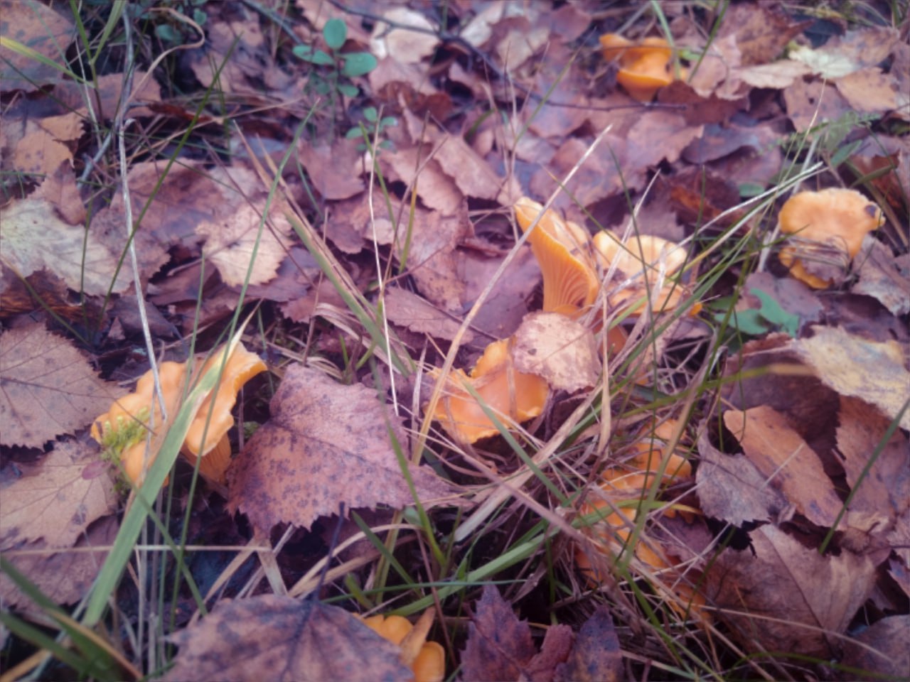 Жители Тверской области в ноябре собирают полные корзины грибов Жители Тверской области в ноябре собирают полные корзины грибов
