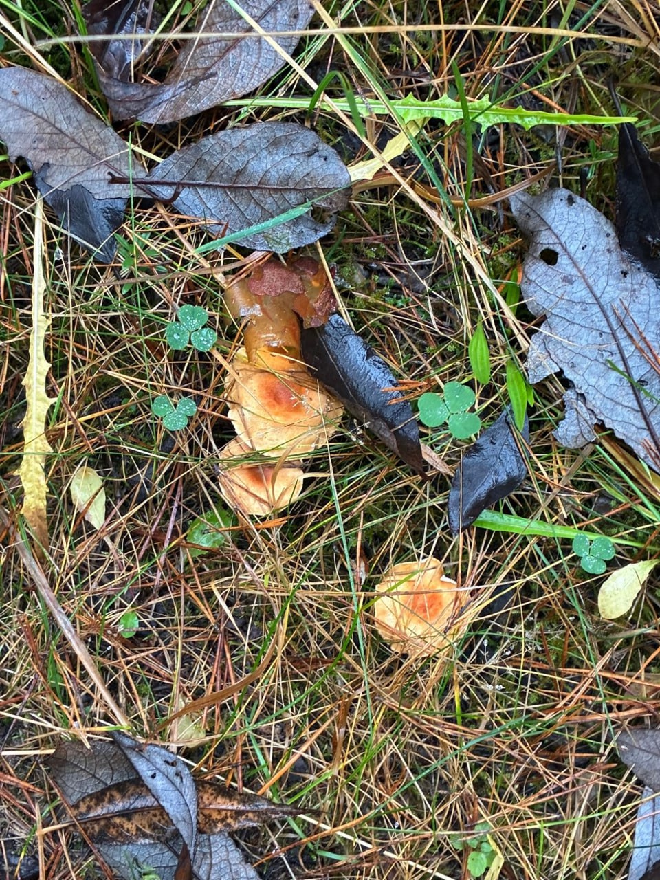 Жители Тверской области в ноябре собирают полные корзины грибов Жители Тверской области в ноябре собирают полные корзины грибов