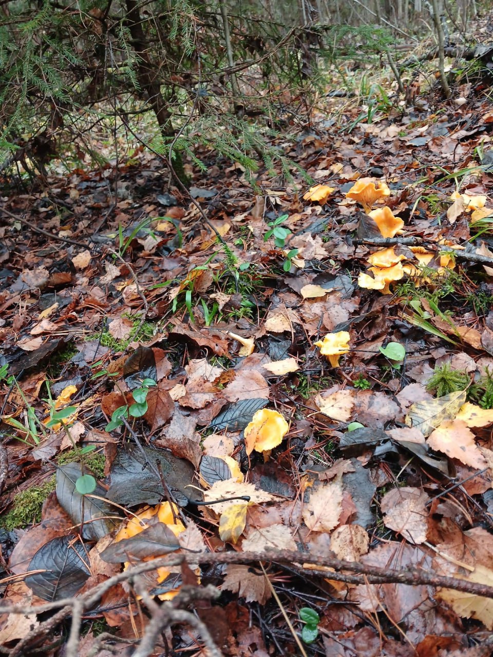 Жители Тверской области в ноябре собирают полные корзины грибов Жители Тверской области в ноябре собирают полные корзины грибов