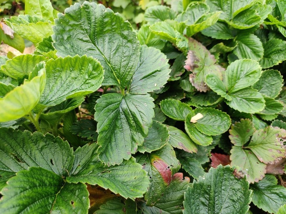 Забота о землянике в августе: защита от болезней и вредителей