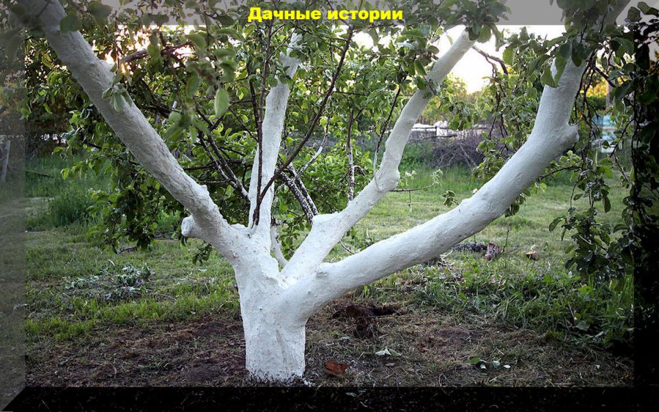 Забота о фруктовых садах осенью: секреты долголетия и здоровья ваших деревьев