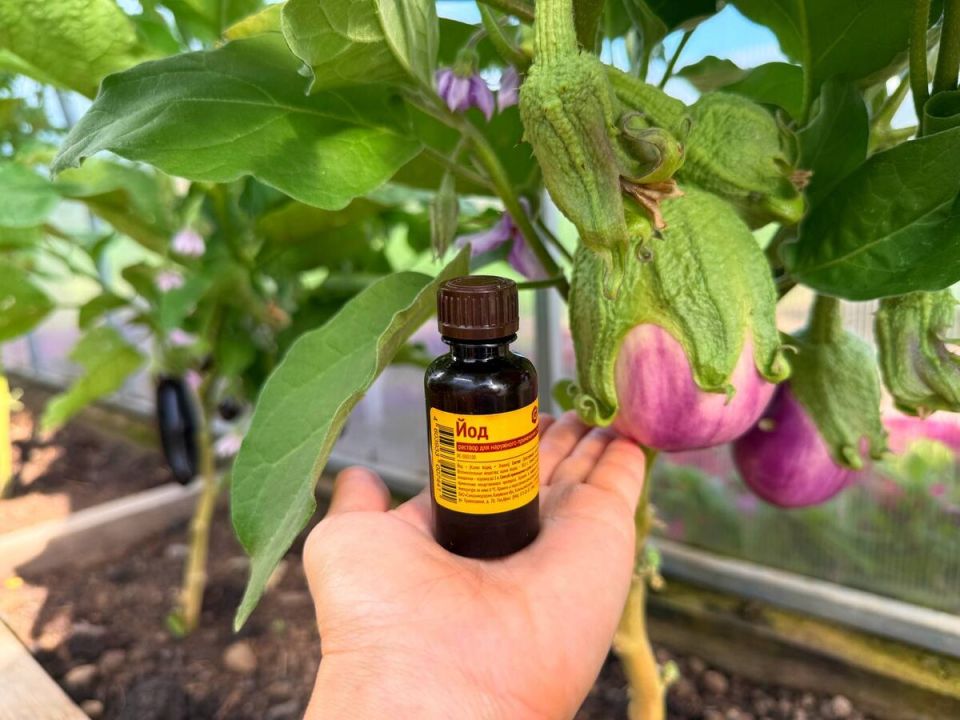 йод вместо химии: как защитить растения от бед с помощью простых решений
