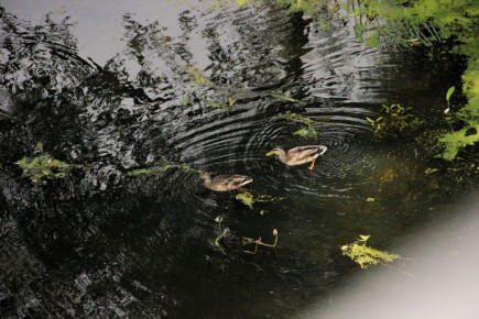 Народные приметы на 15 и 16 ноября: зачем крепко закрывать входную дверь и замораживать молоко