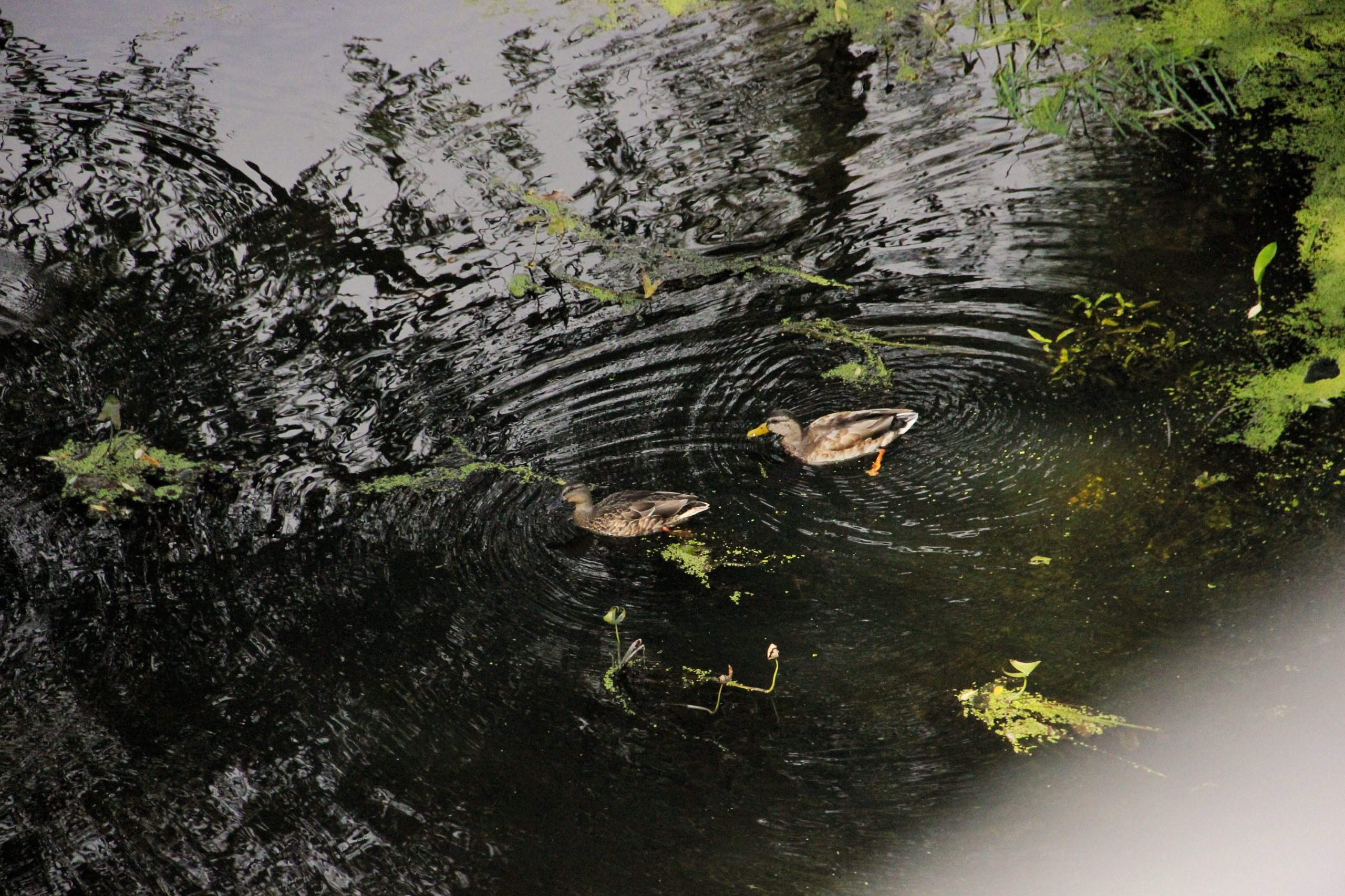 Народные приметы на 15 и 16 ноября: зачем крепко закрывать входную дверь и замораживать молоко