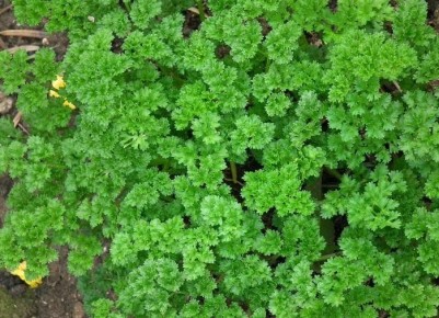 Как вырастить петрушку за считанные часы: эффективный метод проращивания