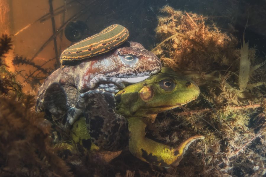 В заповеднике Тверской области рассказали, куда лягушки прячутся зимой В заповеднике Тверской области рассказали, куда лягушки прячутся зимой