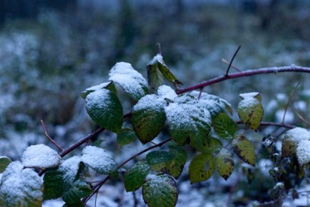 Жители Твери и области делятся фотографиями первого снега