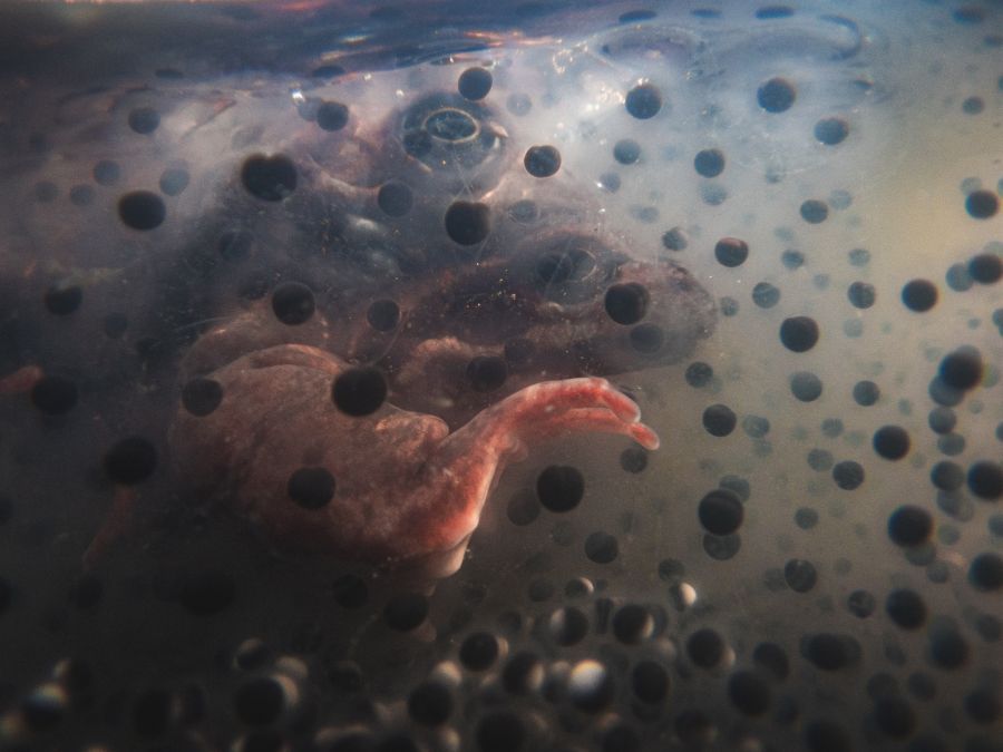 В заповеднике Тверской области рассказали, куда лягушки прячутся зимой В заповеднике Тверской области рассказали, куда лягушки прячутся зимой