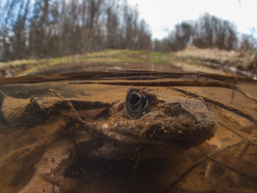 В заповеднике Тверской области рассказали, куда лягушки прячутся зимой В заповеднике Тверской области рассказали, куда лягушки прячутся зимой