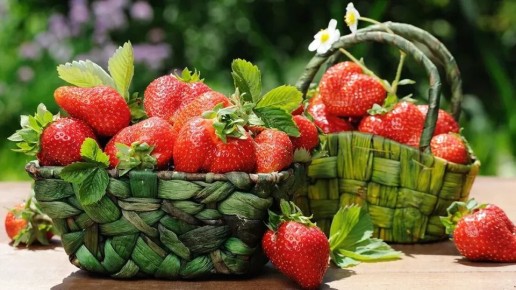 Тайны крупной клубники: как натуральные методы увеличивают урожай до 800 граммов с куста