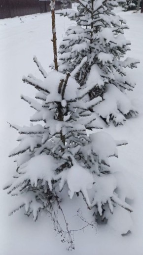 Известный синоптик рассказал, когда в Тверскую область придет настоящая зима