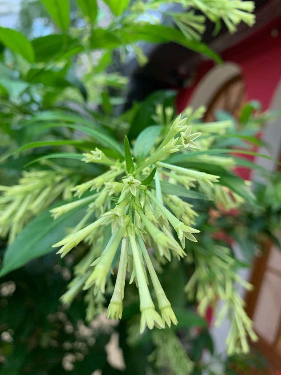 В Твери расцвел «Ночной жасмин» В Твери расцвел «Ночной жасмин»