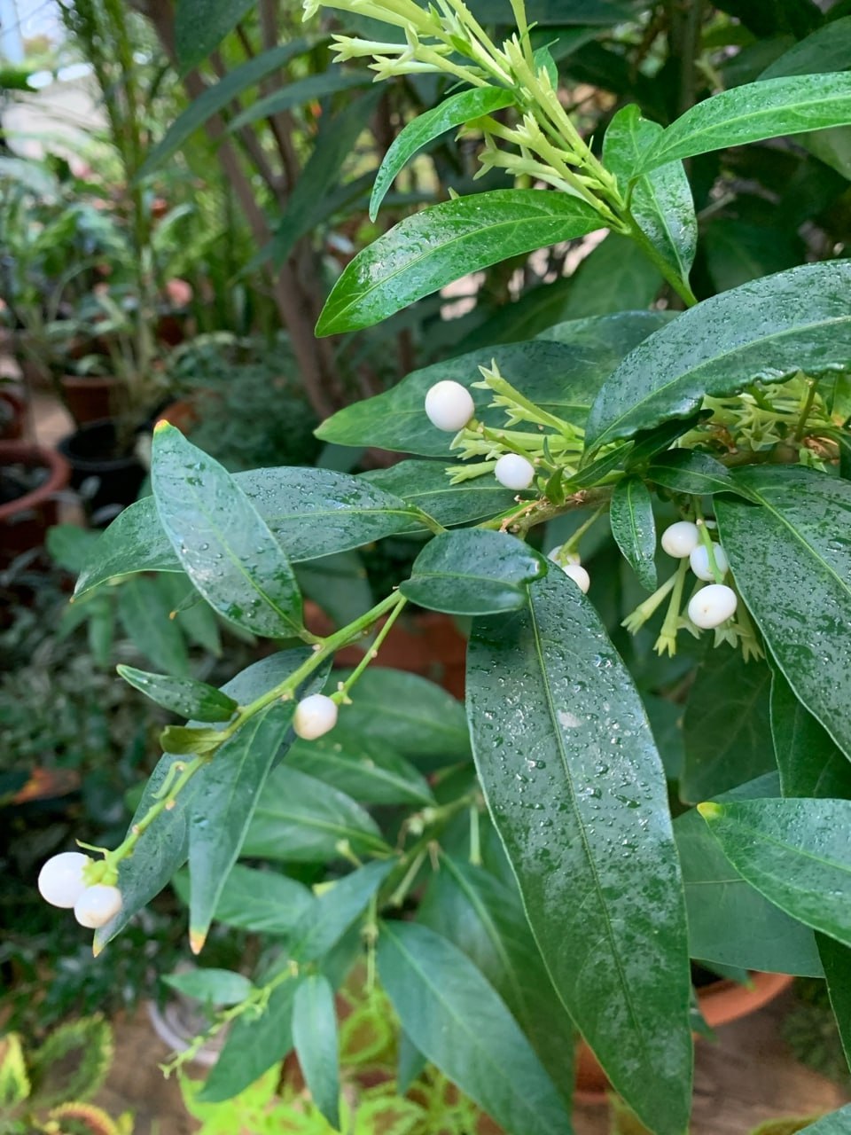 В Твери расцвел «Ночной жасмин» В Твери расцвел «Ночной жасмин»