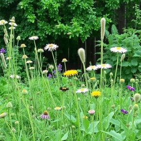 Как победить сорняки на дачном участке: эффективные стратегии