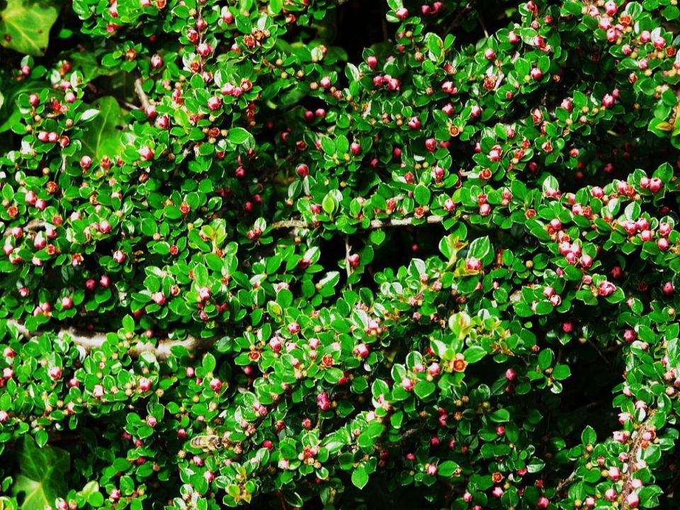 Невероятные зеленые изгороди: как выбрать идеальные растения для забора