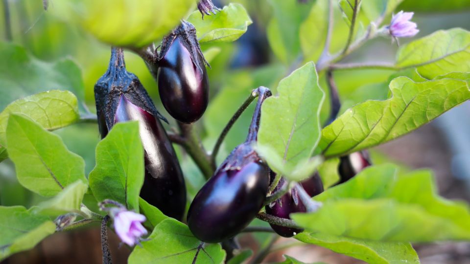 Так готовят баклажаны на зиму мудрые хозяйки: к сахару и уксусу не притрагиваются