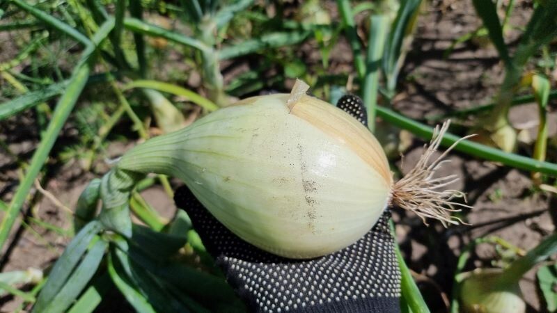 Тайны успешного выращивания лука Эксибишен