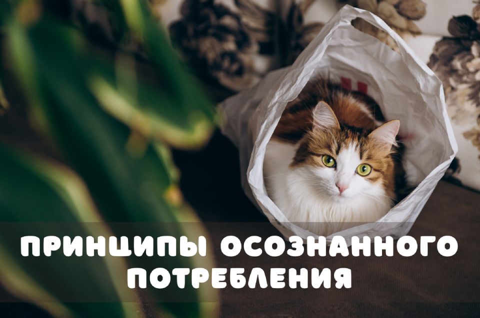 Искусство осознанного потребления