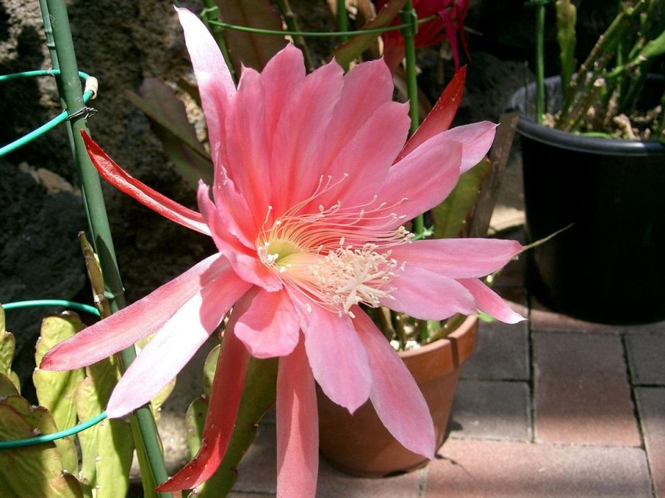 Ампельные растения: секреты беззаботного ухода