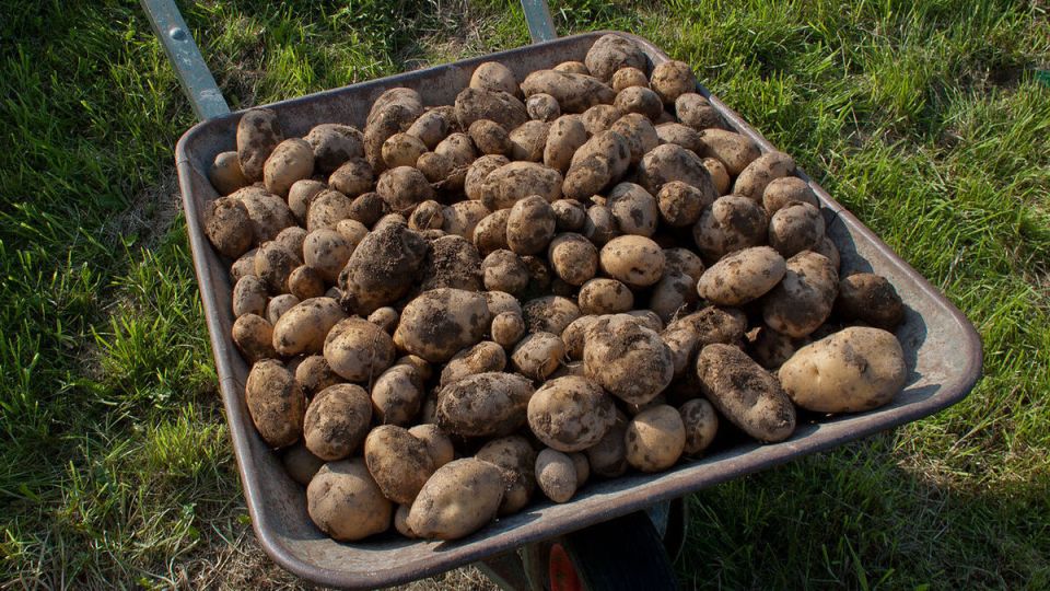 Выращивание картофеля: советы для лучших урожаев