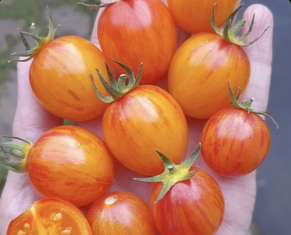 Необычные сорта помидоров, которые покорили огородников в 2025 году