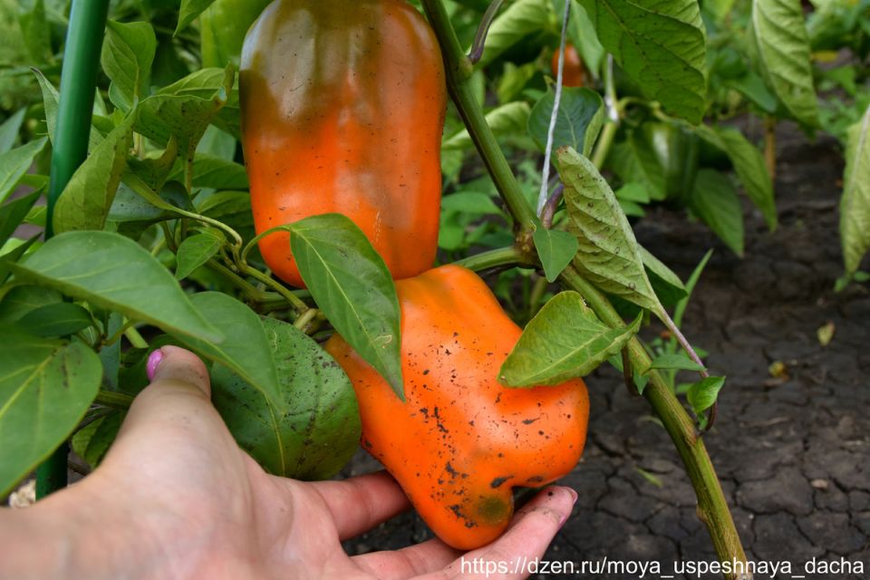 Оранжевый бык: новый взгляд на перцы с толстыми стенками