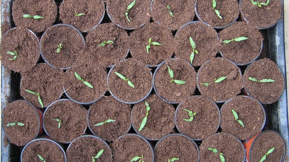 Секреты успешного выращивания томатов: прививка как залог здоровья растений