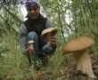 Грибная осень: как избежать отравления и собрать лучшие трофеи