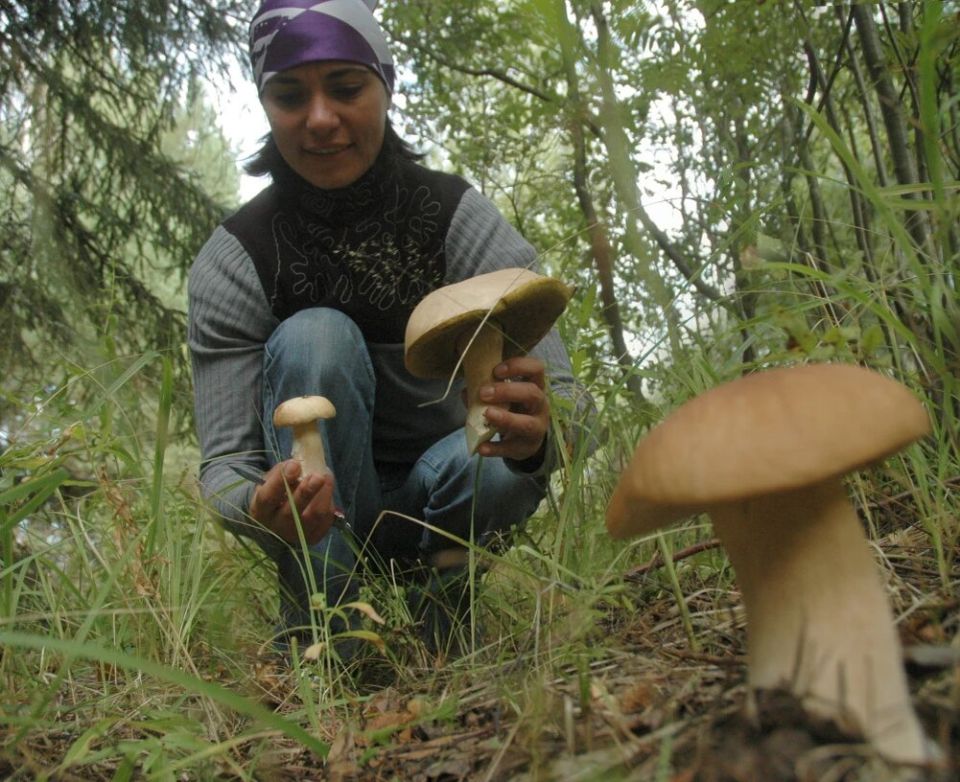 Грибная осень: как избежать отравления и собрать лучшие трофеи