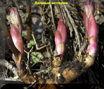 Пионы: секреты успешной весенней посадки для яркого цветения