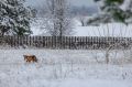 Пушистая лисица прибежала на гольф-поле в Завидово Тверской области