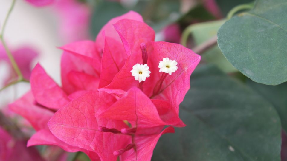 Бугенвиллия: яркий акцент в вашем интерьере и простота ухода за ней