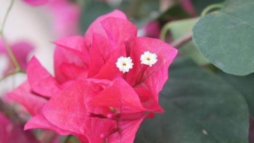 Бугенвиллия: яркий акцент в вашем интерьере и простота ухода за ней