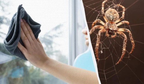 Открытие сезона: как одним раствором очистить окна и избавиться от пауков